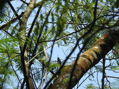 Hemipus hirundinaceus