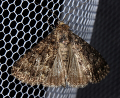 Condica aroana