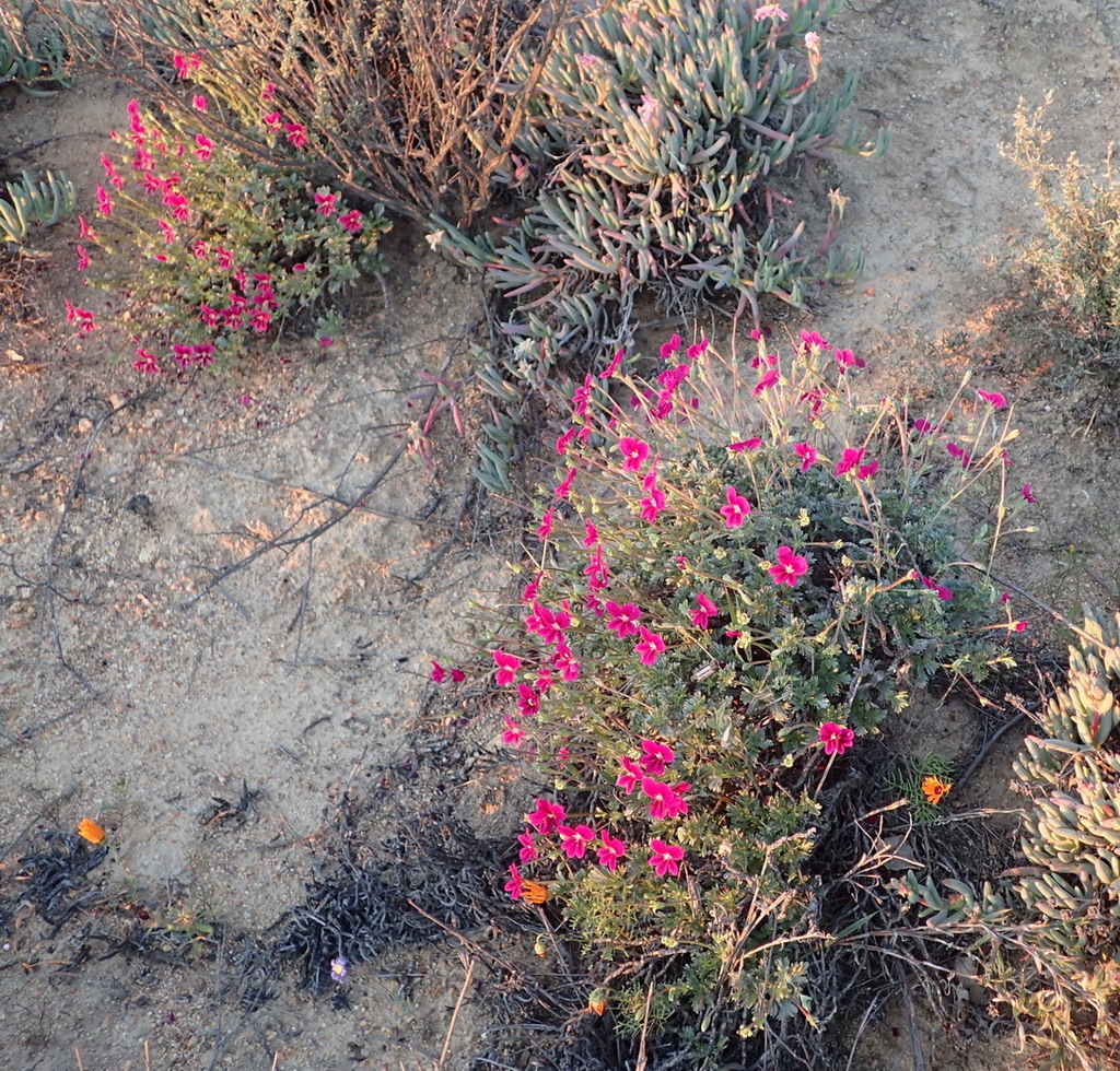 Pelargonium sericifolium; photograph (c) Nicola van Berkel, some rights reserved (CC BY-SA)