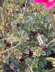 Pelargonium sericifolium
