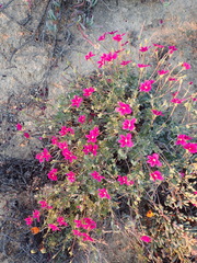 Pelargonium sericifolium