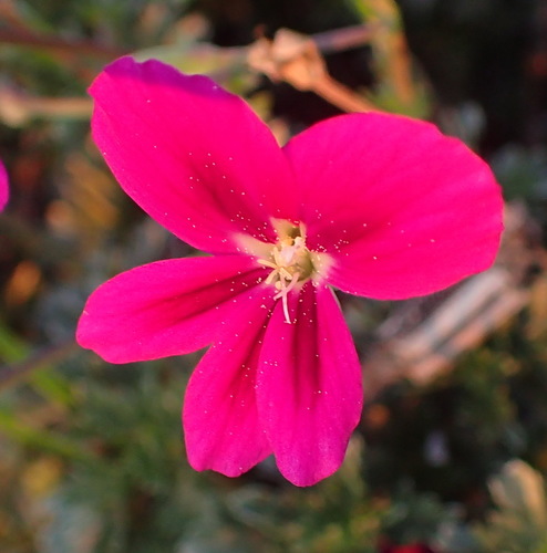 Pelargonium sericifolium, photograph 5