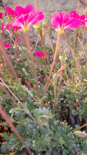 Pelargonium sericifolium, photograph 6