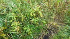 Senecio pseudoarnica