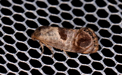 Eupselia beatella