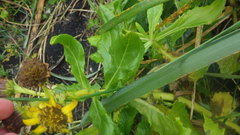 Senecio pseudoarnica