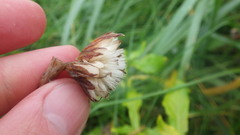 Senecio pseudoarnica