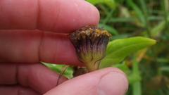 Senecio pseudoarnica