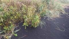 Senecio pseudoarnica