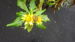 Senecio pseudoarnica