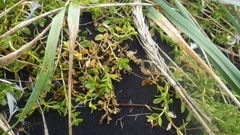 Honckenya peploides diffusa