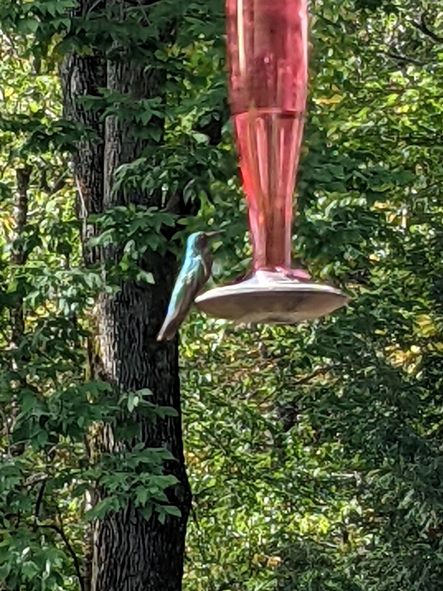 Mexican Violetear (Colibri thalassinus)