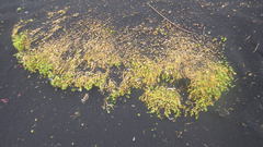 Honckenya peploides diffusa