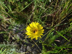 Chrysopsis linearifolia dressii