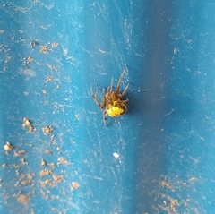 Araneus pegnia