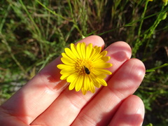 Chrysopsis linearifolia dressii