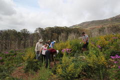 Aspalathus astroites