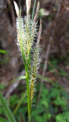 Carex boryana