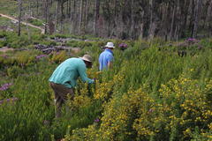 Aspalathus astroites