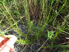 Chrysopsis linearifolia dressii