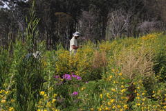 Aspalathus astroites