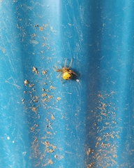Araneus pegnia