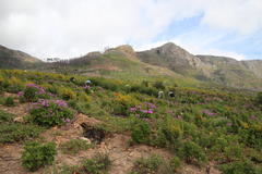 Aspalathus astroites