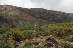 Aspalathus astroites