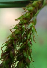Carex boryana