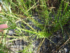 Chrysopsis linearifolia dressii