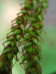 Carex boryana
