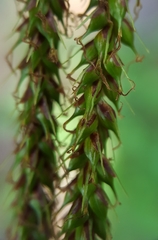 Carex boryana