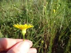Chrysopsis linearifolia dressii