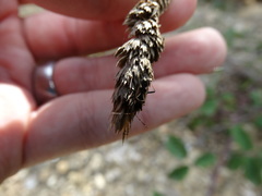 Raglius confusus
