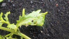 Cakile arctica
