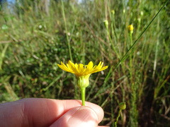 Chrysopsis linearifolia dressii