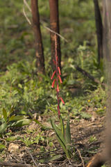 Watsonia aletroides
