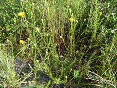 Chrysopsis linearifolia dressii