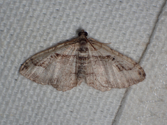 Costaconvexa