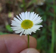 Erigeron karvinskianus image