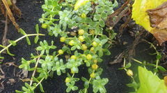 Honckenya peploides diffusa