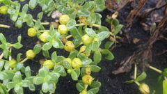 Honckenya peploides diffusa