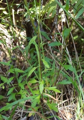 Erigeron karvinskianus image