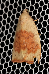 Detounda leptoplasta