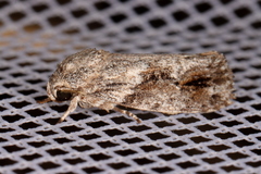 Agriophara confertella