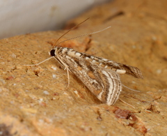 Parapoynx fluctuosalis