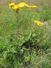 Berkheya setifera