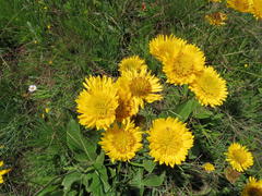 Berkheya setifera