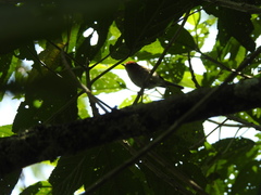 Phylloscopus grammiceps grammiceps