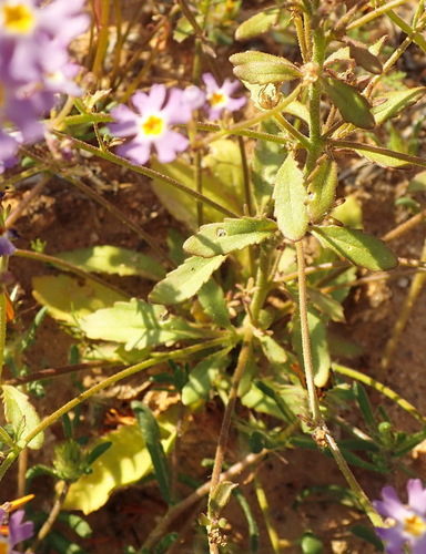 Image of Manulea silenoides by (c) Nicola van Berkel, some rights reserved (CC BY-SA)